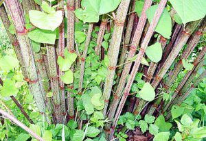 japanese-knotweed